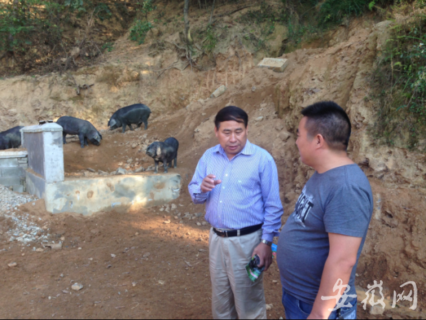 金寨村民放养“大别山黑猪”一斤肉卖到了98元