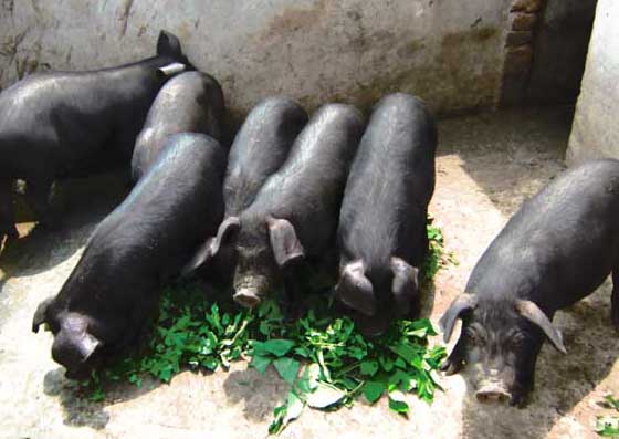 黑猪饲养方法